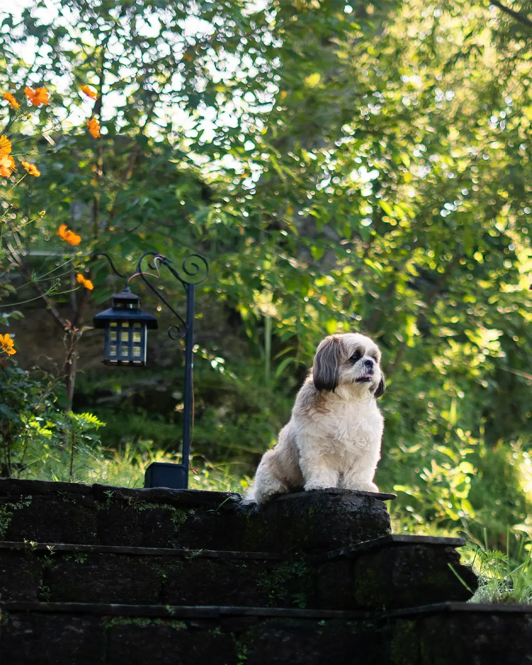 The Forest Stillness