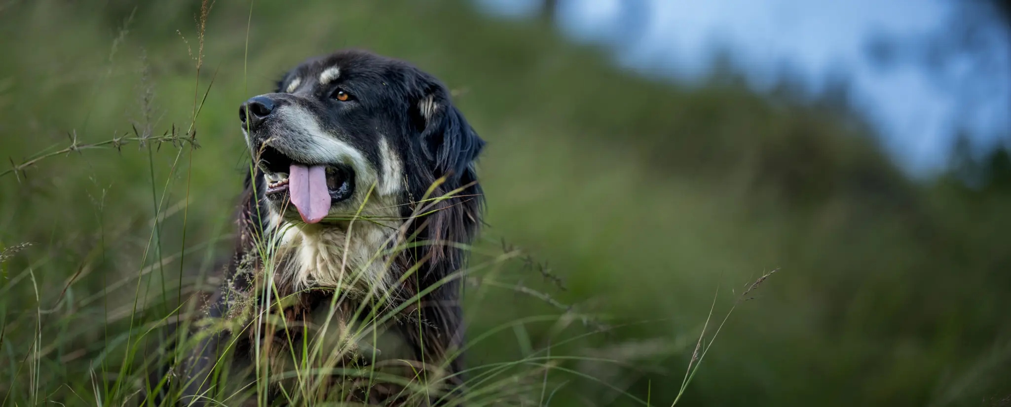 A Dog's Story Banner