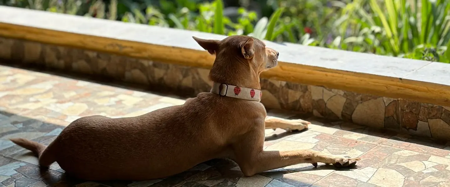 A Dog's Story Banner